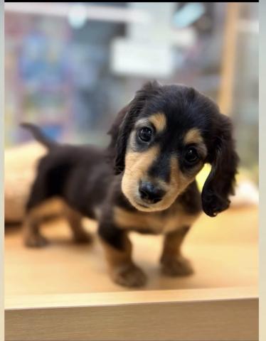 ミニチュアダックスフンド