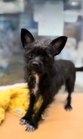 ハーフ(チワワ×トイプードル)