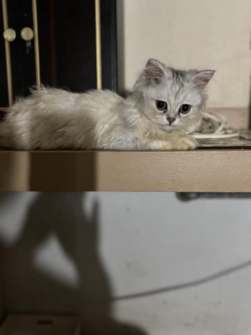 ペルシャ・ヒマラヤン