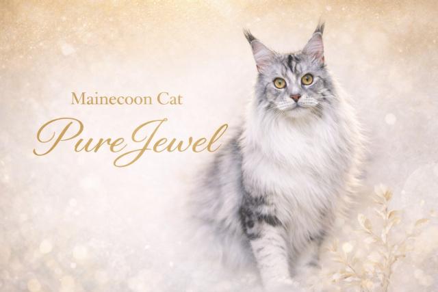 Cattery PureJewel