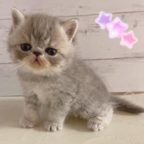 エキゾチックショートヘアー