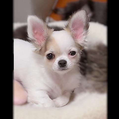 チワワ（ロングコート）