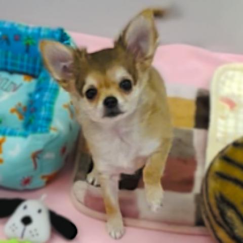 チワワ（ロングコート）