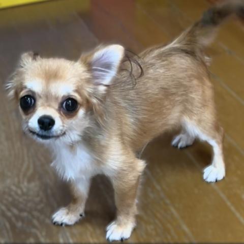 チワワ（ロングコート）