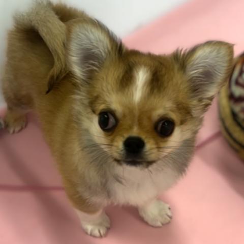 チワワ（ロングコート）