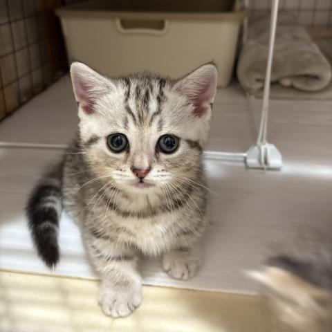 マンチカン短足