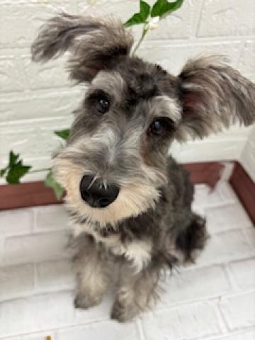 ミニチュアシュナウザー