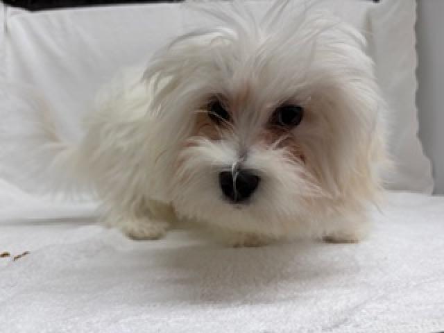 MIXマルチーズ×ビションフリーゼ