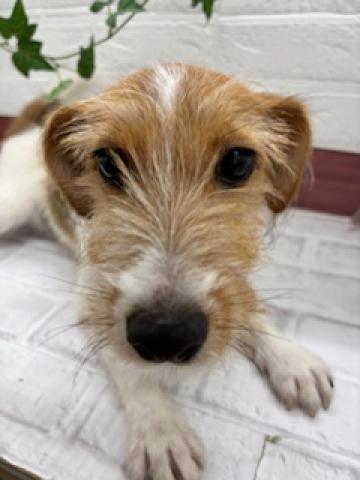 ジャックラッセルテリア