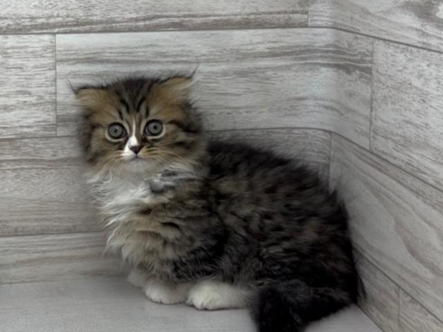 ミヌエット（旧ナポレオン）