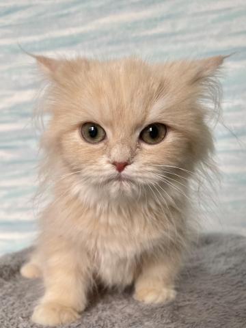 アメリカンカール