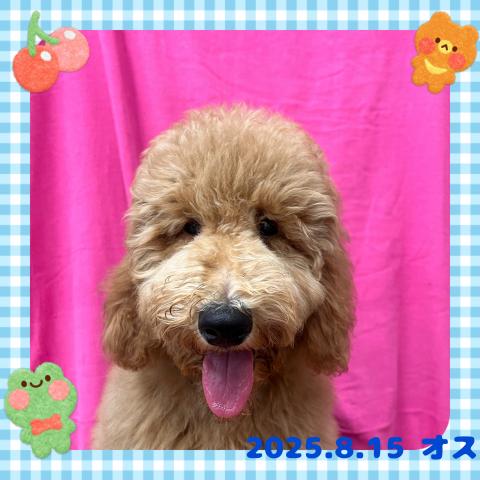 スタンダードプードル