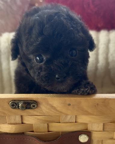 トイプードルシルバー