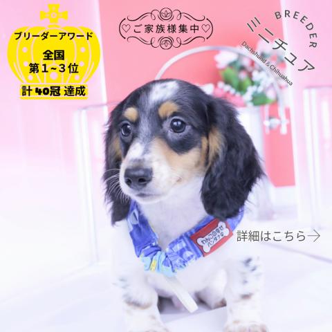 ミニチュアダックスフンド　ロング