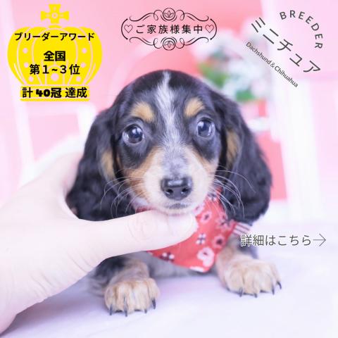 ミニチュアダックスフンド　ロング