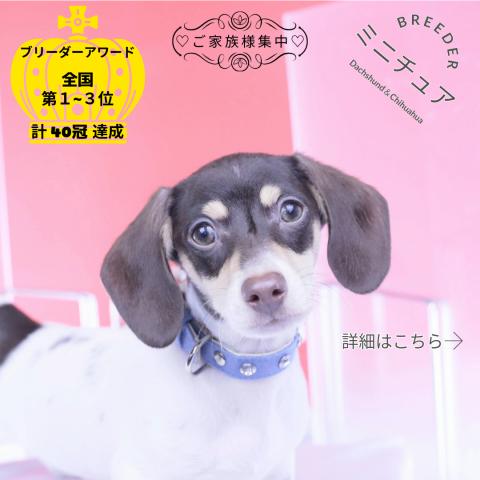 ミニチュアダックスフンド　スムース