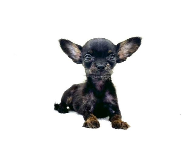 MIXトイプードル×チワワ341