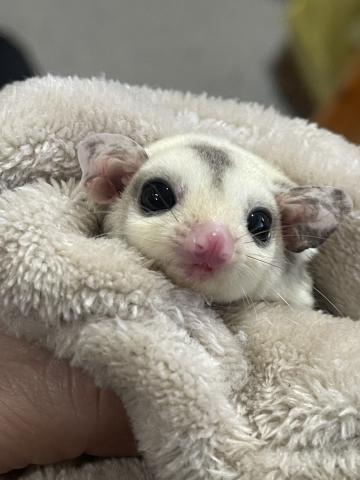 プラチナモザイク