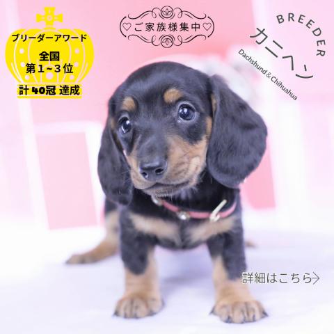 ミニチュアダックスフンド スムース