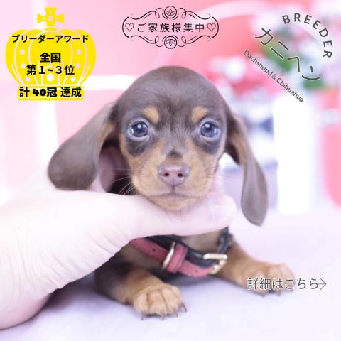 カニヘンダックスフンド　スムース