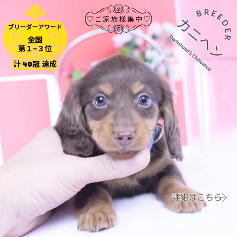 カニヘンダックスフンド　ロング