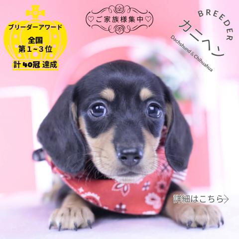 カニヘンダックスフンド　スムース