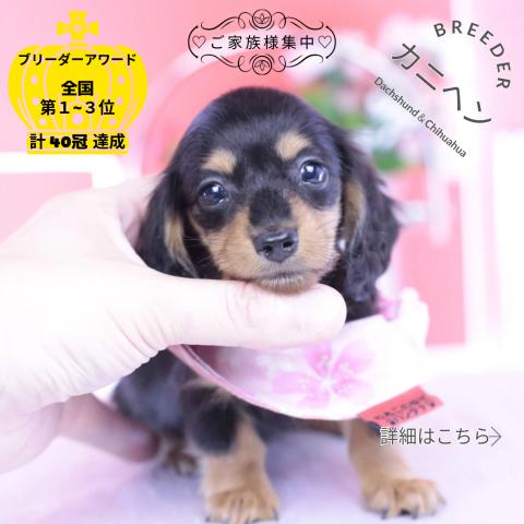 カニヘンダックスフンド　ロング