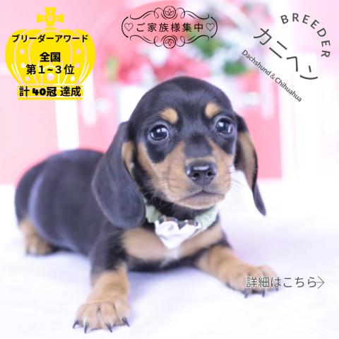 カニヘンダックスフンド　スムース