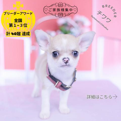 チワワ　スムース