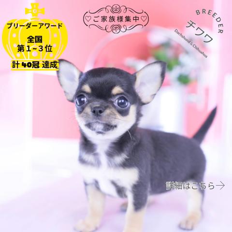 チワワ　スムース