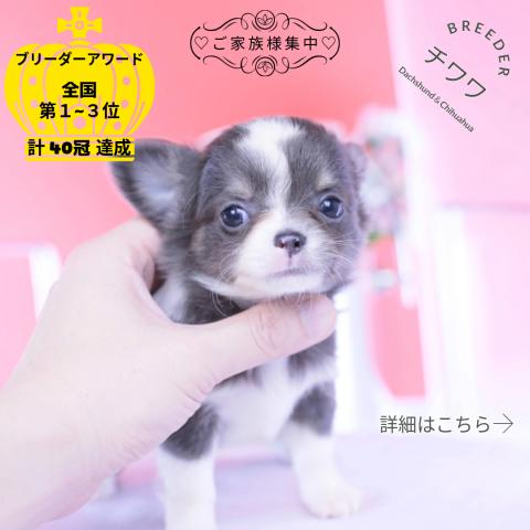 チワワ　ロング