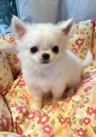 チワワ（ロングコート）