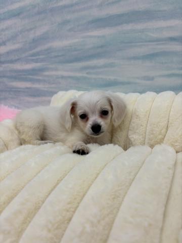 MIXLチワワ×MダックスL