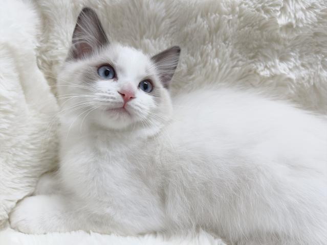 ラグドールﾌﾞﾙｰﾎﾟｲﾝﾄﾊﾞｲｶﾗｰ