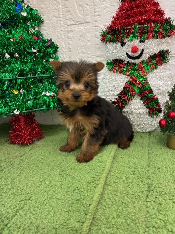 ヨークシャーテリア