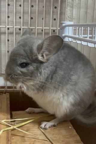 チンチラ　サファイア