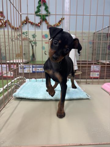 ミニチュアピンシャー