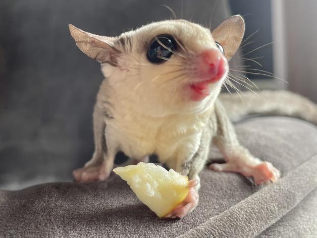 ホワイトフェイスhetクリミノモザイク