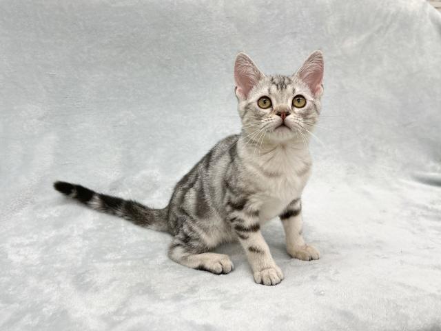 アメリカンショートヘアー