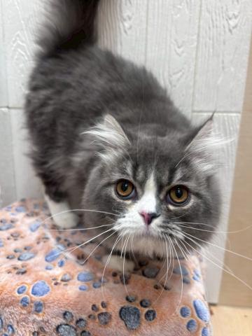 ミヌエット（旧ナポレオン）