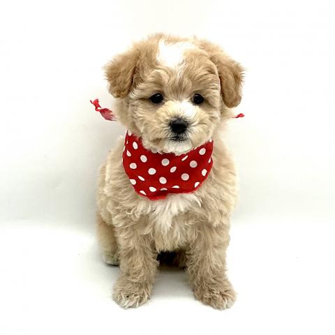 MIXマルチーズxトイプードル