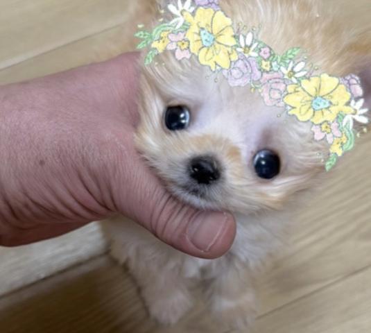 MIX❤️めっちゃ可愛いボクちゃん❤️