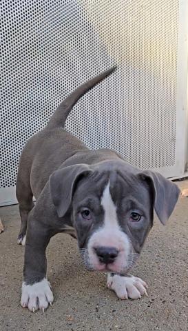 アメリカンブリー