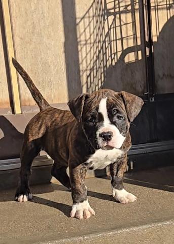 アメリカンブリー(ポケット)