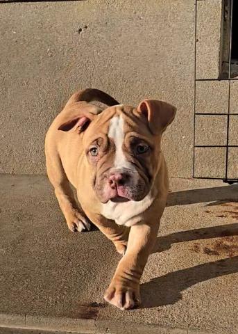 アメリカンブリー(ポケット)