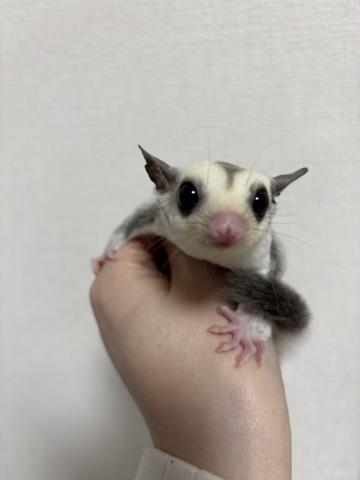 プラチナモザイクhetリューシ