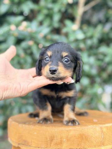 ミニチュアダックスフンド