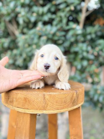 ミニチュアダックスフンド