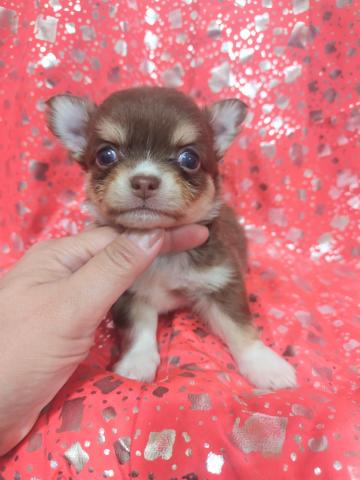 チワワ（ロングコート）