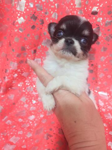 チワワ（ロングコート）